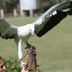 White-bellied Sea Eagle