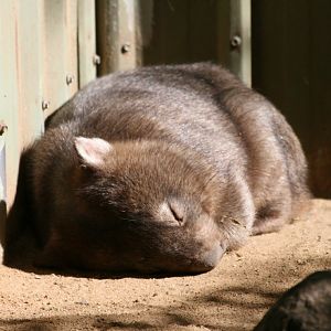 Common Wombat