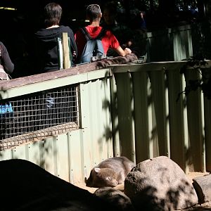 Wombat enclosure