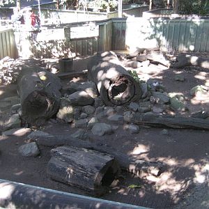 Wombat enclosure