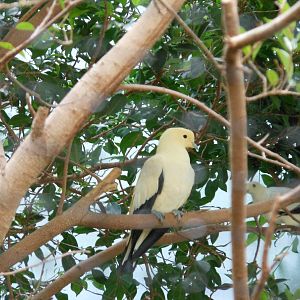 Bronx Zoo- Pied Imperial Pigeon (Ducula bicolor) @ World of Birds