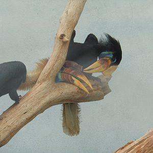 Bronx Zoo- Sulawesi Red-knobbed Hornbills (Aceros cassidix) @ World of Bird