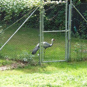 Bronx Zoo- White-naped Crane Outside World of Birds