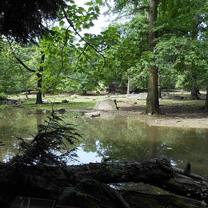 Bronx Zoo- Pere David's Deer Exhibit