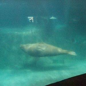 Walrus Exhibit at Oceanografic, 29/05/11