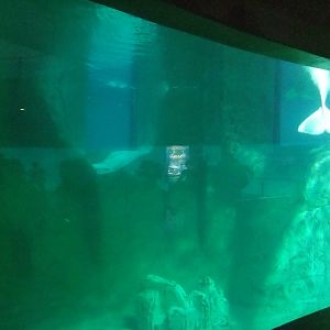 Beluga Exhibit at Oceanografic, 29/05/11