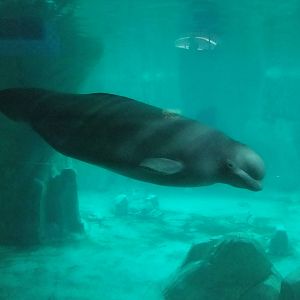 Beluga at Oceanografic, 29/05/11