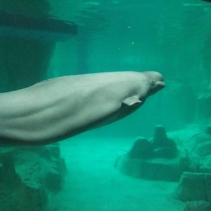 Beluga at Oceanografic, 29/05/11
