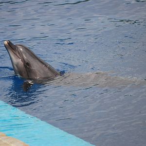 Black Sea Bottle-nosed Dolphin at Oceanografic, 29/05/11