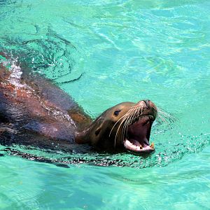 California Sea Lion