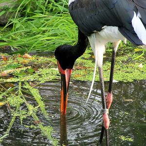 Saddle-billed Stork
