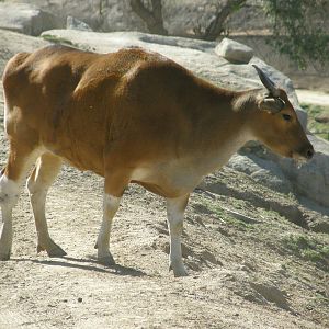 banteng