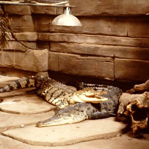 American crocodiles Twycross 22 July 1984