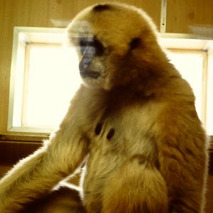 female Hainan black crested gibbon Twycross 22 July 1984