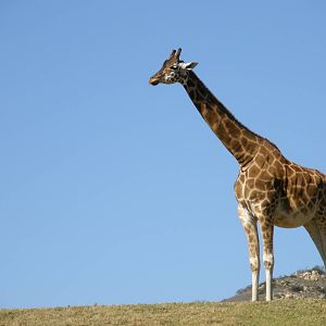 giraffe