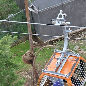 Kolmården Safari - Bear in tree and gondola