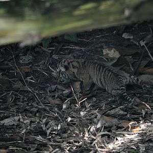 Sumartran Tiger Cub at Nine Days Old