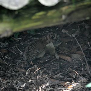 Nine Day Old Sumartran Tiger Cub