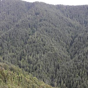 Shimla water catchment wild life sanctuary