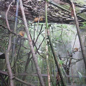 Squirrel Monkey temporary holding