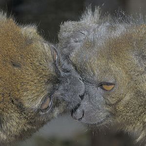 Very gentle lemurs (1)