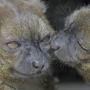 Very gentle lemurs (2)