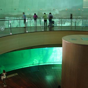 Beluga Viewing Area at Oceanografic, 29/05/11