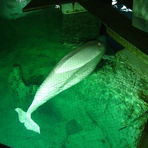 Beluga at Oceanografic, 29/05/11