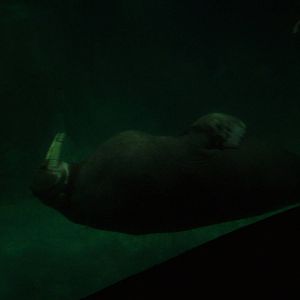 Pacific Walrus at Oceanografic, 29/05/11