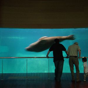 Walrus Underwater Viewing at Oceanografic, 29/05/11