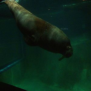 Pacific Walrus at Oceanografic, 29/05/11