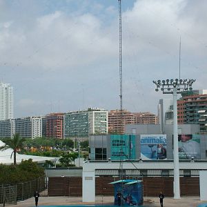 Diver in the Dolphin Show at Oceanografic, 29/05/11