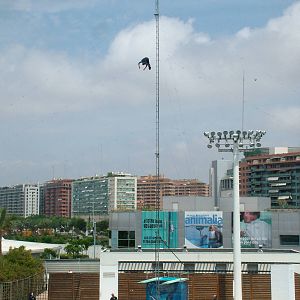 Diver in the Dolphin Show at Oceanografic, 29/05/11