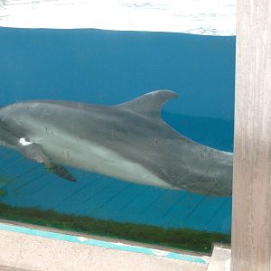 Black Sea Bottle-nosed Dolphin at Oceanografic, 29/05/11
