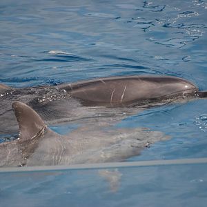 Black Sea and Atlantic Bottle-nosed Dolphins at Oceanografic, 29/05/11