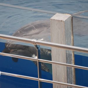 She's Behind You! Oceanografic, 29/05/11