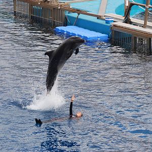 Black Sea Bottle-nosed Dolphin at Oceanografic, 29/05/11