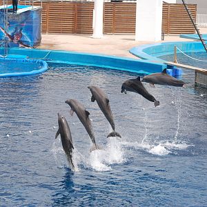 Atlantic and Black Sea Bottle-nosed Dolphins at Oceanografic, 29/05/11