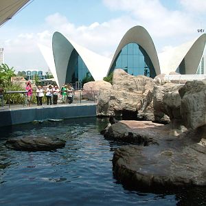 Sea Lion Pool at Oceanografic, 29/05/11