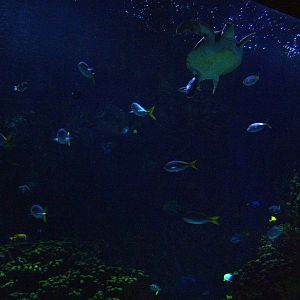 Tropical Aquarium at Oceanografic, 29/05/11