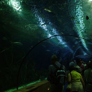 Atlantic Tunnel at Oceanografic, 29/05/11