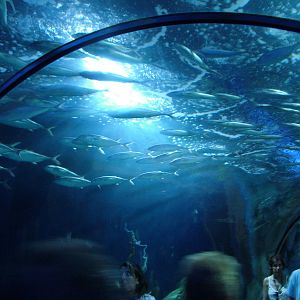 Blue Runner Shoal at Oceanografic, 29/05/11