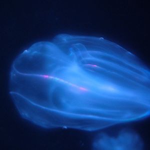 Warty Comb Jelly at Oceanografic, 29/05/11