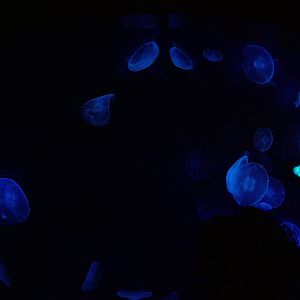 Jellyfish Exhibit at Oceanografic, 29/05/11