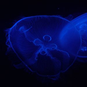 Moon Jellyfish at Oceanografic, 29/05/11