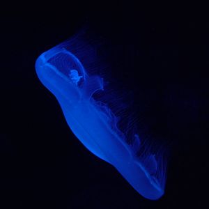 Moon Jellyfish at Oceanografic, 29/05/11