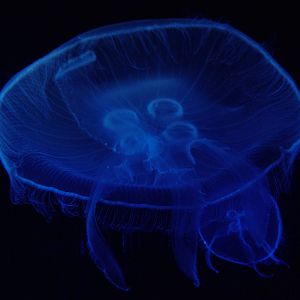 Moon Jellyfish at Oceanografic, 29/05/11