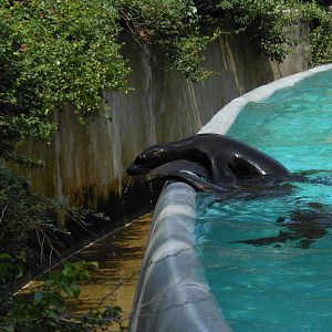 Bronx Zoo- Baby Sea Lion Leaning Over Exhibit's Edge @ Astor Court