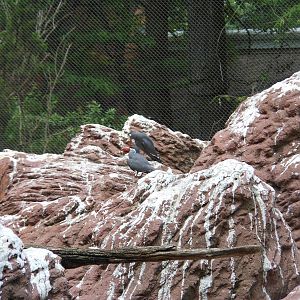 Bronx Zoo- Inca Terns Perched on Rocks @ Sea Bird Aviary