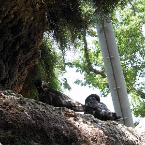 Bronx Zoo- Inca Terns Preening @ Sea Bird Aviary